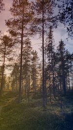 Trees in forest