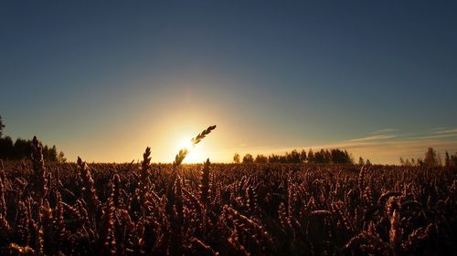 Scenic view of field against sky at sunset