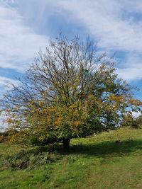 Tree on field against sky