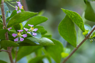 plant