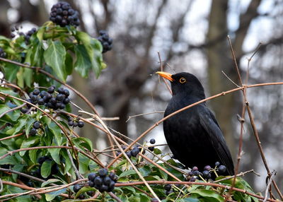 Close-up of bird perching on tree