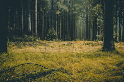 View of trees in forest