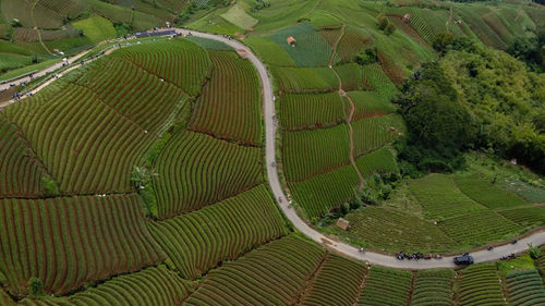 Scenic view of agricultural field