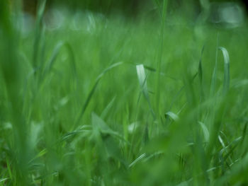 Full frame shot of fresh green field