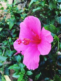 Close-up of pink hibiscus blooming outdoors