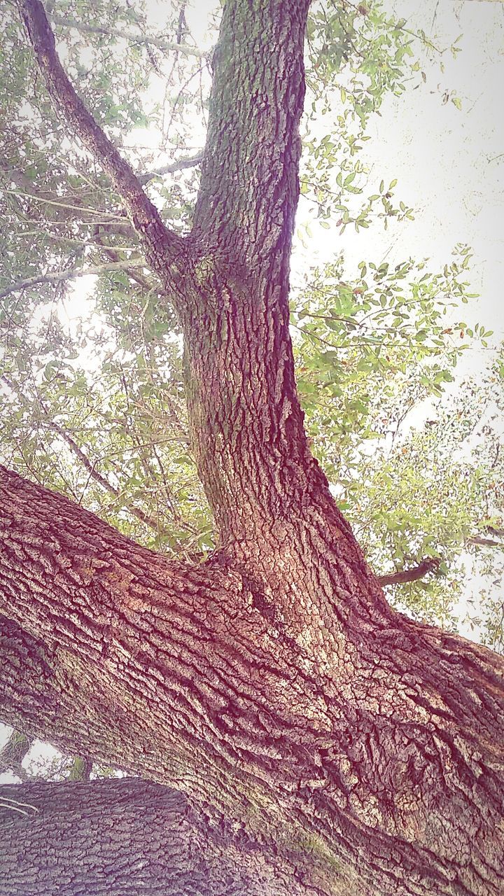 tree, tree trunk, branch, nature, growth, tranquility, bark, forest, wood - material, textured, day, beauty in nature, low angle view, sunlight, outdoors, close-up, no people, focus on foreground, woodland, tranquil scene