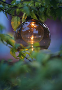 Close-up of light bulb hanging on tree