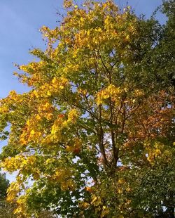 Low angle view of trees against sky