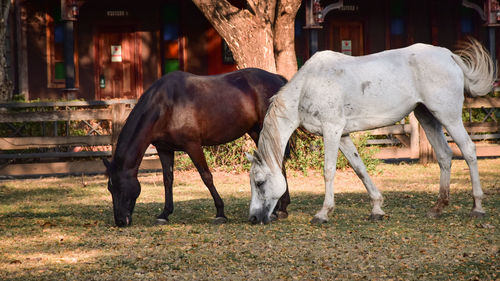 Horses standing in ranch