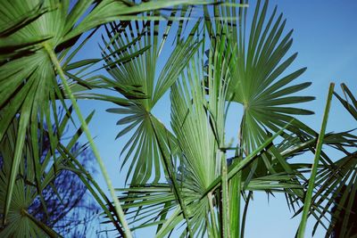 Low angle view of palm tree against blue sky