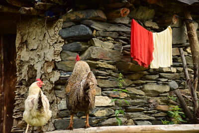 Birds in farm