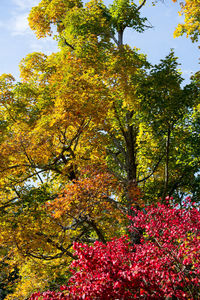 Trees and plants in park during autumn