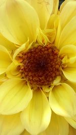 Close-up of yellow flower