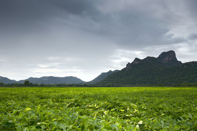 Scenic view of field against sky