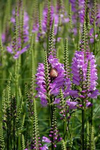 Close-up of bee pollinating on purple flowers