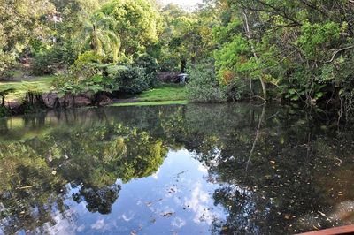 Reflection of trees in lake
