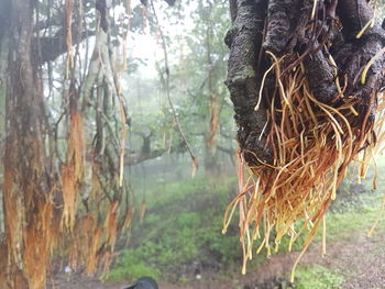 Close-up of tree trunk in forest