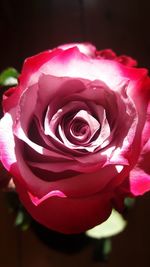 Close-up of pink rose