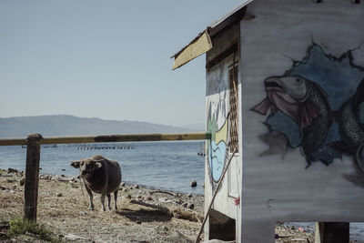 Horse standing in sea by building against sky