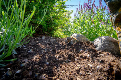 Close-up of rocks on field