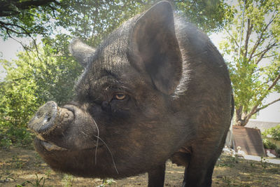 Potbelly pig