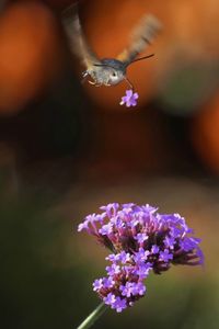 Close-up of purple flowering plant and butterfly
