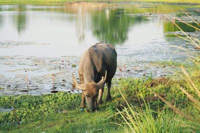 Elephant in a lake