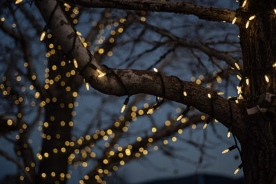 Low angle view of a bird perching on tree