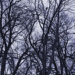 Low angle view of bare trees against sky