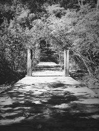 Footpath amidst trees