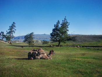 Horse in a field