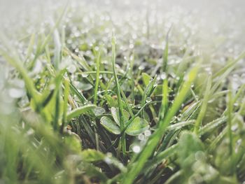 Close-up of grass growing on field