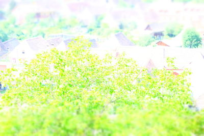 Full frame shot of plants growing on field