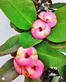 Close-up of pink flower blooming outdoors