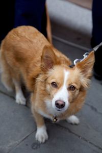 High angle portrait of dog standing on footpath