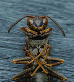 Close-up of insect