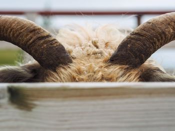 Close-up of cat