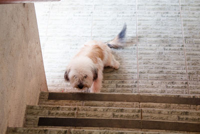 Close-up of dog sleeping