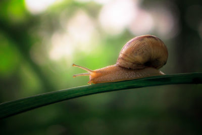 Close-up of snail