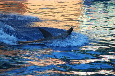 Dolphin splashing sea water