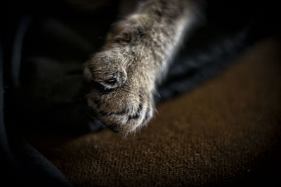 Close-up of cat in pen