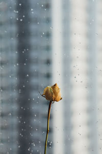 Close-up of raindrops on flower