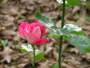 Close-up of pink flower