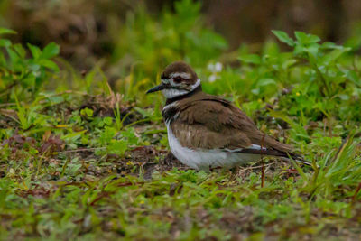 Bird perching on a field