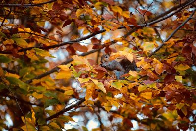 Autumn leaves on tree