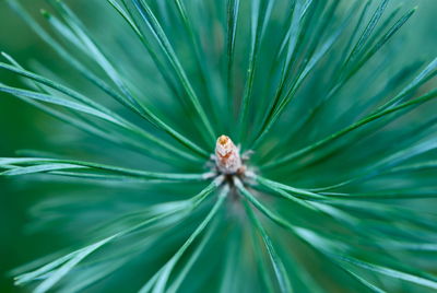 Full frame shot of pine tree