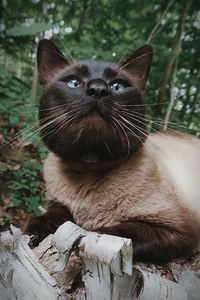 Siamese cat