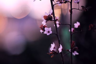 Close-up of pink cherry blossom flowers