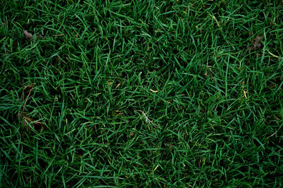 Full frame shot of grass on field