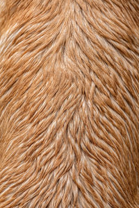 Full frame shot of a horse